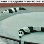 С этими пандами чтот-то не так...